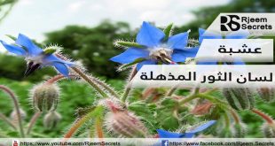 فوائد عشبة لسان الثور الخارقة : مقوي جنسي وفوائد صحية عديدة